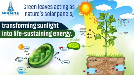 Plants Convert Light into Energy