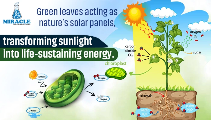 Know about Photosynthesis - miraclelearningcentre.com